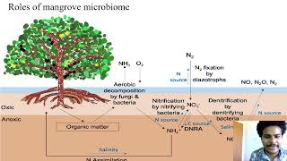 Mangrove and estuarine microbiome [upl. by Antonella]