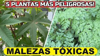 Las 5 MALEZAS Más PELIGROSAS Que Crecen En Tu JARDÍN o Macetas  Plantas Tóxicas [upl. by Euseibbob]