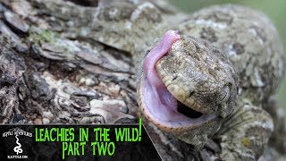 LEACHIANUS GECKOS IN THE WILD PART 2  Rhacodactylus Leachianus  New Caledonia 2018 [upl. by Annamarie615]