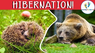 Learn about Animals that Hibernate and What Animals do in Winter for Kids [upl. by Ketchan]