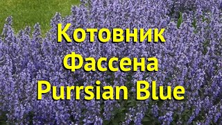 Котовник фассена Персиан Блю Краткий обзор описание характеристик nepeta faassenii Purrsian Blue [upl. by Damian]