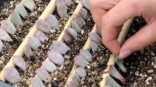 How to Propagate Echeveria succulents from Leaves  Incl Rare Crested form of Ling Snow Ariel 凌雪 [upl. by Lawrenson]