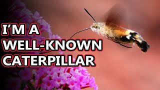 Hummingbird Moth facts also known as hawk moths  Animal Fact Files [upl. by Ellerrehc]