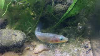 Three Spine Stickleback fish breeding in coldwater aquarium [upl. by Dolan]