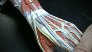 Muscles and Tendons of the Forearm pt 1 [upl. by Agnese]