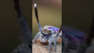 spider  peacock spider  peacock spider facts by care nature spider shorts [upl. by Riti902]