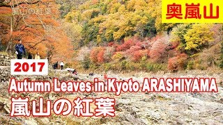 京都・嵐山の紅葉 2017 Autumn Leaves in Kyoto ARASHIYAMA 4K [upl. by Blankenship]