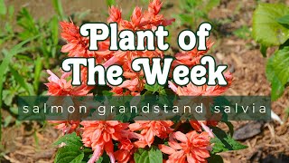 PLANT OF THE WEEK  SALMON GRANDSTAND SALVIA [upl. by Rawlinson204]