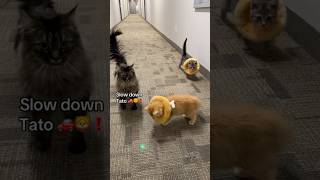 Hallway fun with Po 🥔 amp Tato 🦁 spayandneuter fosterkittens babykittens cutecats [upl. by Larrisa512]