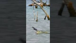 Giant trevally catch birds in midair fish gianttrevally animals animallover nature oceanlife [upl. by Franek583]