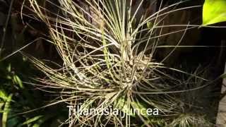 Tillandsia Impressions Planta Brutt Video 10 [upl. by Claud]