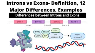 Introns vs Exons Definition 12 Major Differences Examples [upl. by Lewison]