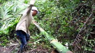 Usos de la Palma real Roystonea oleracea en la isla Santay Prov Guayas Ecuador [upl. by Alemahs838]