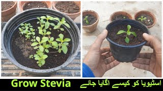 Growing Stevia Plants At Home  Karachi Pakistan [upl. by Konopka155]