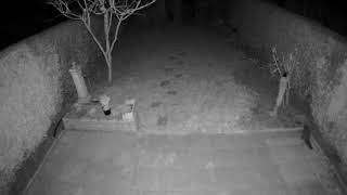 A ferret sneaking around  Recorded by Netatmo [upl. by Sherill578]