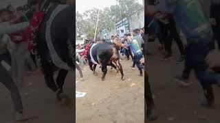 Cattle Expo 2024 cattle expo chittagong [upl. by Adnawyt]