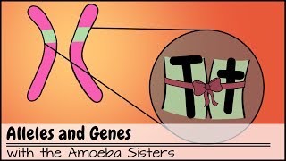 Alleles and Genes [upl. by Nennahs]