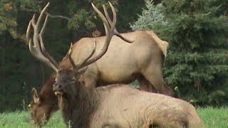 Pennsylvania Elk Viewing Benezette PA [upl. by Laufer]