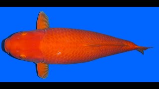 Oranje Karashi Crownfish 95cm Female VHQ [upl. by Reerg387]