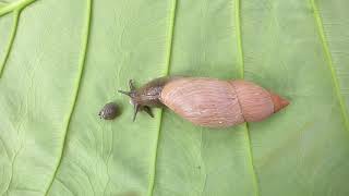 Euglandina rosea Rosy Wolfsnail vs Triodopsis hopetonensis Magnolia Threetooth Snail [upl. by Kingsbury]