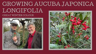 How to grow Aucuba japonica f longifolia another sensational plant for winter colour [upl. by Ku178]