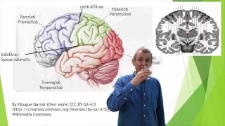 Nervsystemet del 9 hjärnbarken cortex [upl. by Nevets]