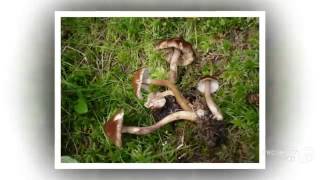 Inocybe acuta  fungi kingdom [upl. by Sathrum]