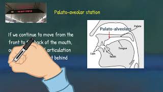 Articulatory Phonetics 3 Place of Articulation [upl. by Chui234]