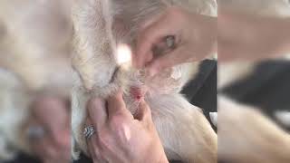 CUTEREBRA REMOVAL FROM POOR DOG [upl. by Frydman]