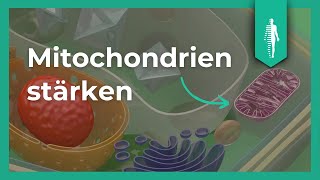 Mitochondrien stärken  So gehts  Diabetes behandeln  Martin Krowicki [upl. by Hiltner843]