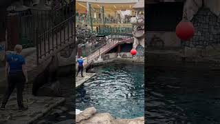 Unbelievable Dolphin Show at West Edmonton Mall [upl. by Abbub788]