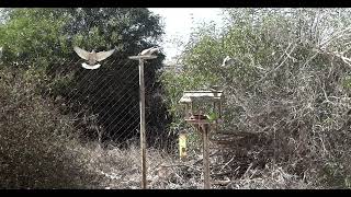 Birds feeding at Playa Flamenca Spain 17th Feb 2024 [upl. by Eldnar]