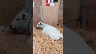 SHORTHORN COWS AT THE ROYAL NORFOLK SHOW 2024 shorts cows farm theroyalnorfolkshow beef [upl. by Huttan844]