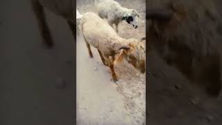 Gadiyan diye kudiye music song 🐑🐑🐑🐑🐑 [upl. by Alverson931]