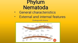 Phylum Nematoda  General characteristics External and internal features of Phylum Nematoda [upl. by Auhsuj]