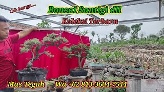 Cek harga koleksi bonsai Mas Teguh Wa 62 81336047544 [upl. by Fawcette972]