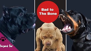 12 Best and The Most Popular Fighting Dogs [upl. by Pogah]