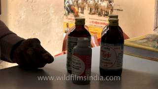 People actually buy and drink cow urine in India [upl. by Ahseinod]