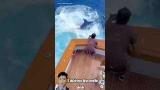 Ikan Paling Agresif amp Berbahaya faktaunik fishing mancing ikan shark [upl. by Neetsirk]