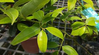 Cinnamomum cassiaCinnamon 阿里山土肉桂盆栽 [upl. by Miru]