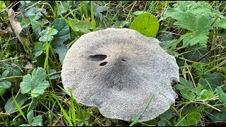 Tricholoma terreum October 27 2024 [upl. by Thant]