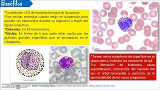 CLASIFICACIÓN DE LEUCOCITOS [upl. by Euqitsym]