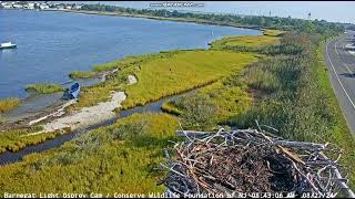 82724 Daisy on marsh perch 84313 am flies to boat mast 90350 Daisy leaves last seen [upl. by Aibar]