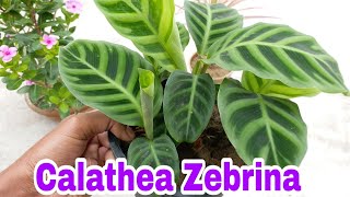 How to care for Calathea Indoor Plant [upl. by Fougere537]