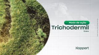 Modo de Ação Trichodermil Trichoderma harzianum 1306 em grãos [upl. by Owens]