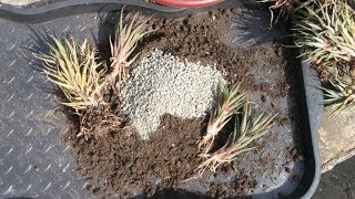 How to repot Haworthia Aloes and Gasterias [upl. by Medora783]