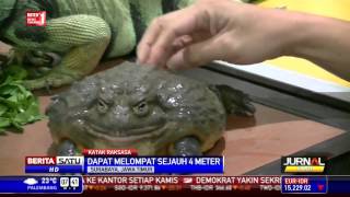 Katak Rp 35 Juta Memikat Perhatian Pengunjung [upl. by Auqinihs]