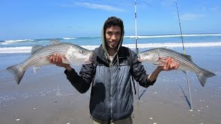 Surf Fishing for Striped Bass in San Francisco Everyone Catches Their Limit [upl. by Alonso120]