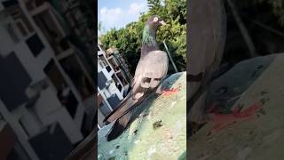 Dhooma female youtubeshorts girebaaz pigeon [upl. by Netnilc]