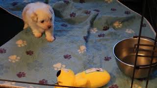 Coton de Tulear Puppies For Sale Joy 42524 [upl. by Nali]